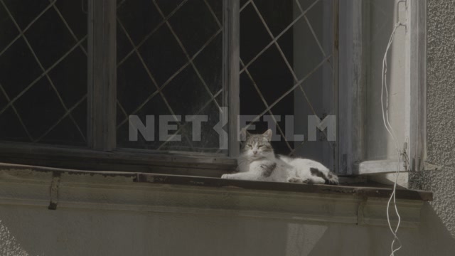 Abkhazia, Sukhumi, building facade, cat on windowsill