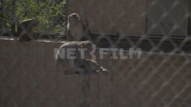 Abkhazia, Sukhumi, monkey nursery. Monkeys in enclosures. Macaques