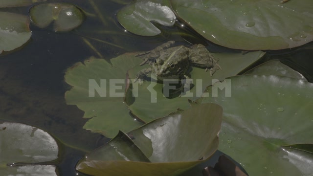 Pond, water lilies, frog