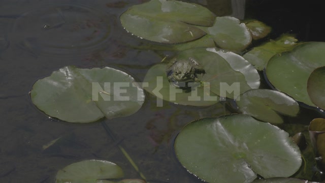 Pond, water lilies, frog