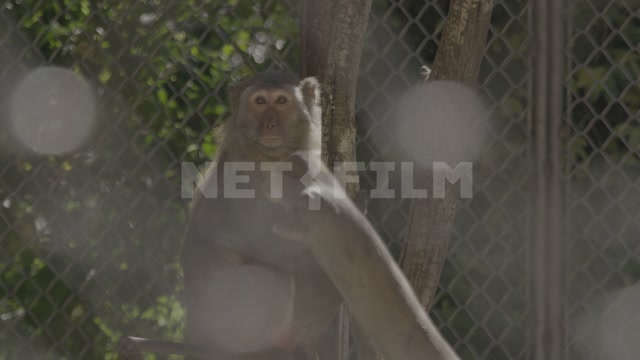 Abkhazia, Sukhumi, monkey nursery, monkey in enclosure. Primates, macaques