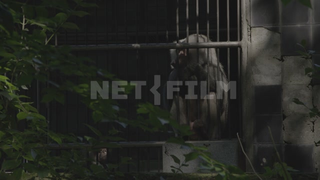 Abkhazia, Sukhumi, monkey nursery, monkey in enclosure. Primates, hamadryas baboons