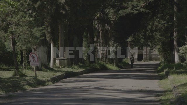 Абхазия, Сухум, территория обезьяньего питомника, парк, аллея