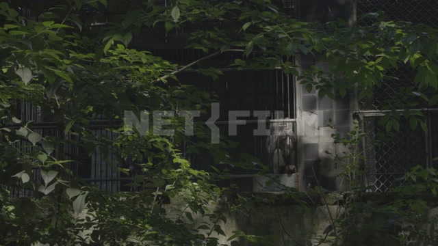 Абхазия, Сухум, обезьяний питомник, вольеры с обезьянами. Приматы, гамадрил