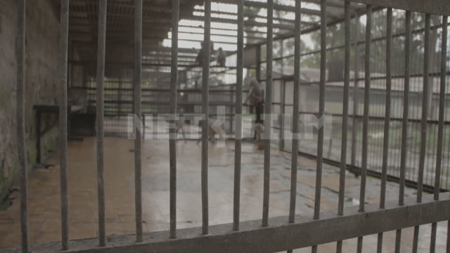 Абхазия, Сухум, обезьяний питомник. Вольер с обезьянами. Приматы, гамадрилы