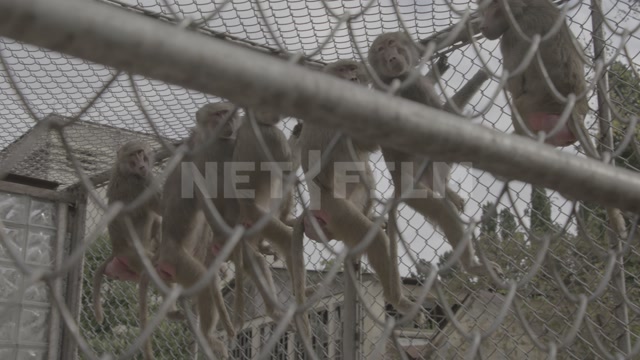 Abkhazia, Sukhumi, monkey nursery, monkeys in an enclosure. Primates, hamadryas baboons