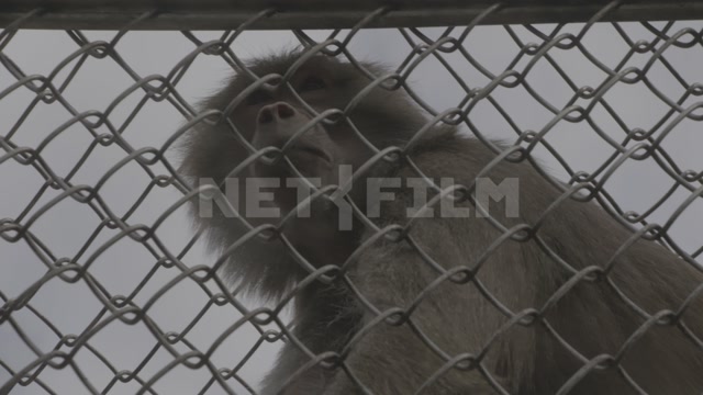 Abkhazia, Sukhumi, monkey nursery, monkeys. Hamadryas baboon in an enclosure