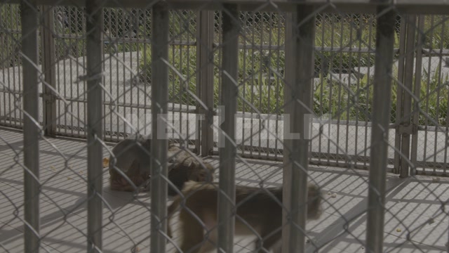 Абхазия, Сухум, обезьяний питомник, вольеры с обезьянами. Макаки, приматы