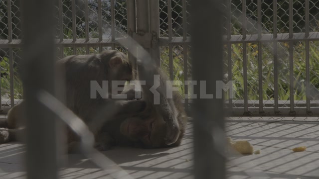 Абхазия, Сухум, обезьяний питомник, вольеры с обезьянами. Приматы, макаки