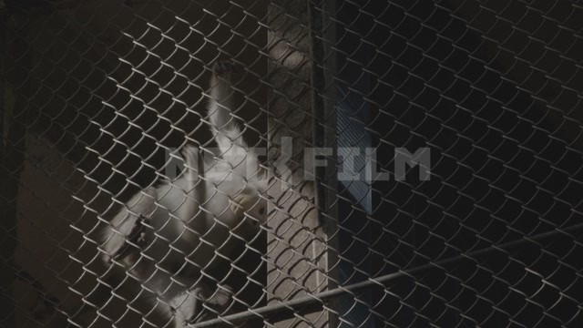 Abkhazia, Sukhum, monkey nursery. Monkey enclosures. Macaques