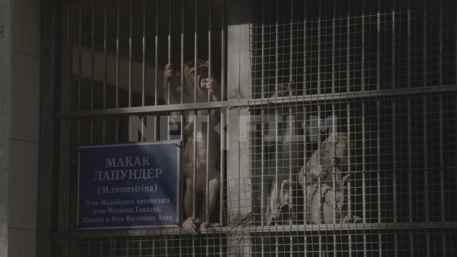 Abkhazia, Sukhum, monkey nursery. Monkey enclosures. Macaques