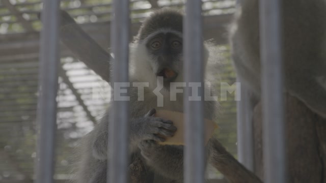 Abkhazia, Sukhum, monkey nursery. Monkey enclosures. Macaques