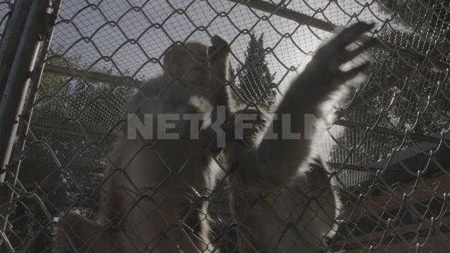 Abkhazia, Sukhumi, monkey nursery. Monkeys in enclosures