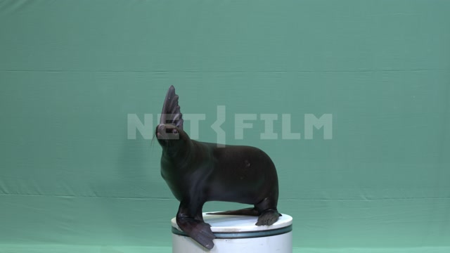 Морской лев