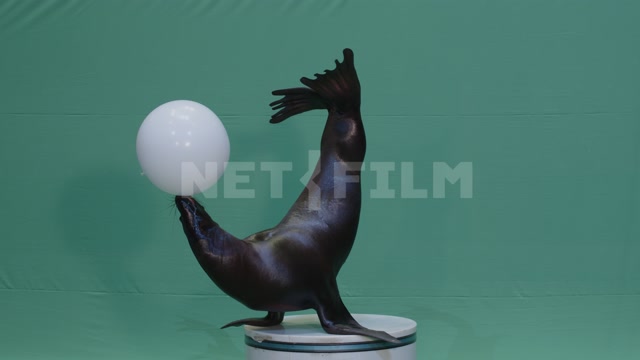 Морской лев