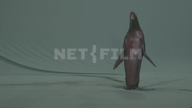 Морской лев