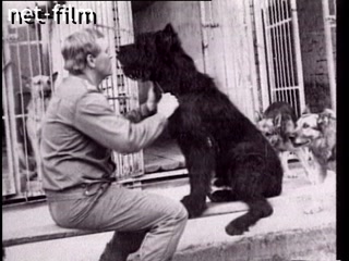 Фильм Собачья работа (Братья наши меньшие). (2004)