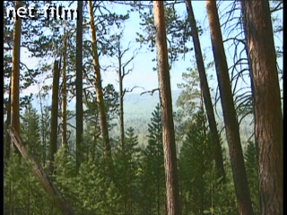 Фильм Таежная Лолита. (2004)