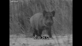 Кадр видео