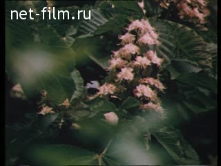 Movie Always Invincible. (1992)