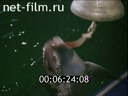 Кадр видео