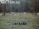 Кадр видео