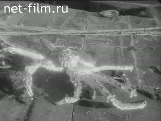 Newsreel Daily News / A Chronicle of the day №58 (1951)