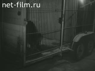 Новости Зарубежные киносюжеты №5116 (1977)