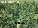 Footage frame