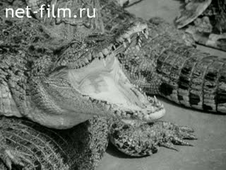 News Foreign newsreels №4673 (1976)