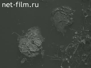 News Foreign newsreels №2361 (1970)