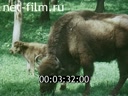 Footage frame