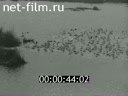 Кадр видео