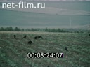 Кадр видео