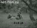 Кадр видео