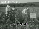 Кадр видео