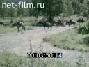 Кадр видео