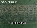 Кинолетопись Урала №3-2002 "Заготовка пантов - рогов молодых оленей"