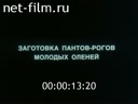 Кинолетопись Урала №3-2002 "Заготовка пантов - рогов молодых оленей"