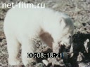 Footage frame