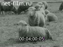 Кадр видео