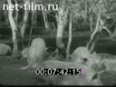 Кадр видео