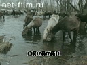 Кадр видео