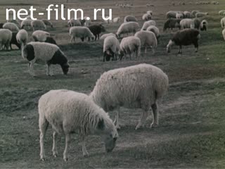 Movie Mongolia is an economic partner of the USSR. (1987)