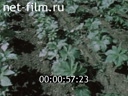 Footage frame