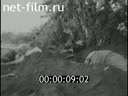 Кадр видео