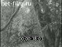 Footage frame