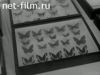 Новости Зарубежные киносюжеты №4151 (1975)