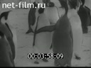 The Story about Penguins