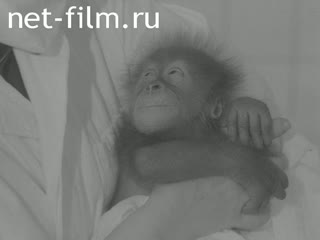 News Foreign newsreels №2709 (1971)